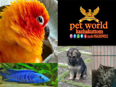 PET WORLD