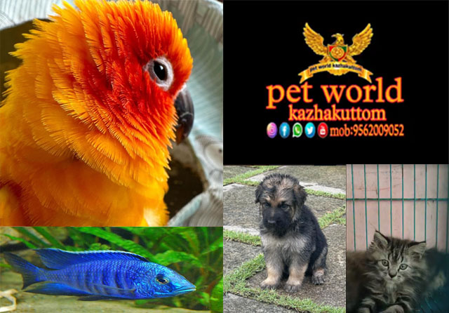 PET WORLD