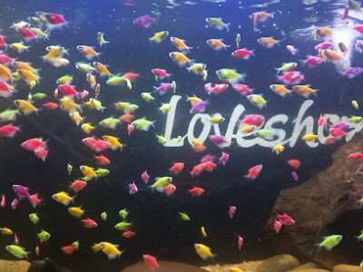 LOVESHORE AQUARIUM