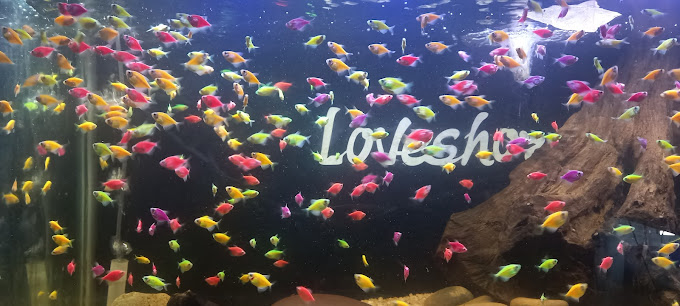 LOVESHORE AQUARIUM