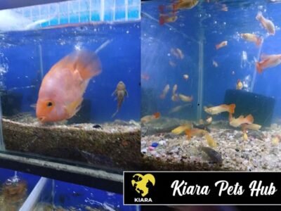 Kiara Pets Hub