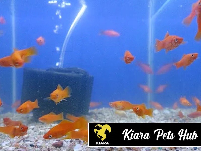 Kiara Pets Hub
