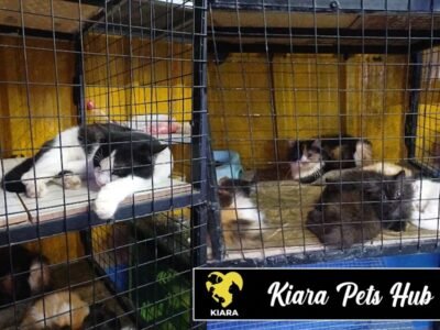 Kiara Pets Hub
