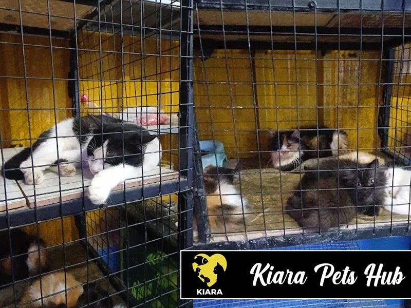 Kiara Pets Hub